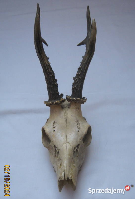 Poroże z czaszką Kraków