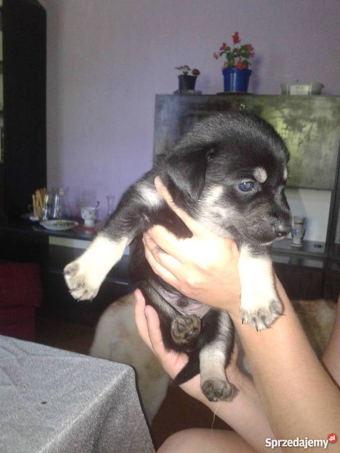 Mam o sprzedania husky mieszaniec Cieszyn sprzedam
