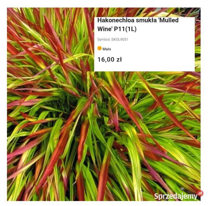 Nowość Węgierska Górka