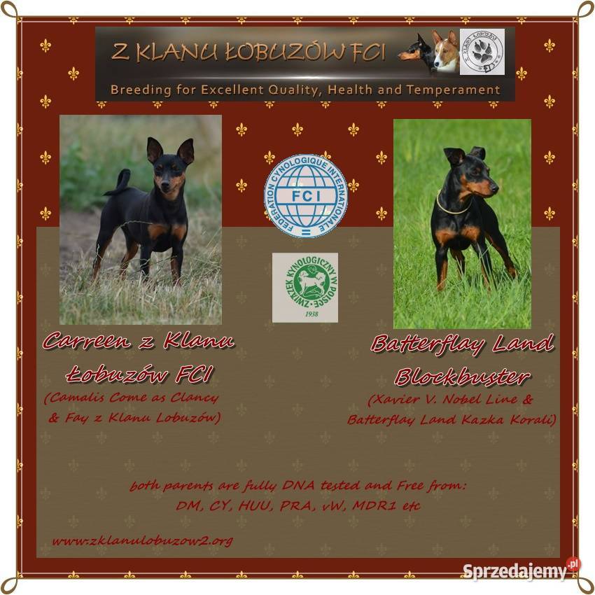 Pinczer miniaturowy ZKwP FCI przebadany piesek Pozostałe Zwierzęta