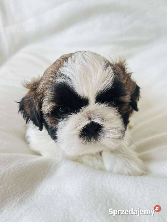 Śliczne szczenięta shih Tzu Kaszów