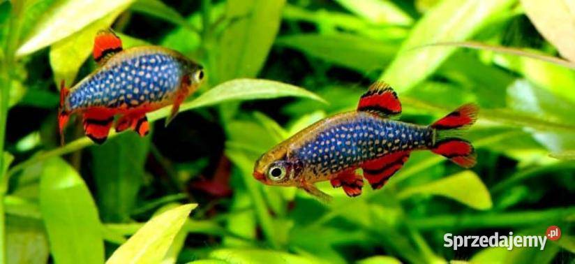 Danio perłowy Danio margaritatus Microrasbora Gdańsk
