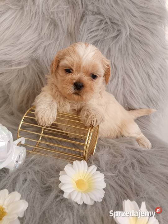 Suczka rasy ShihTzu opolskie Namysłów