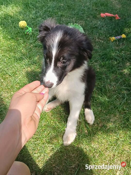 Suczka Border CollieBadania genetyczne rodziców Owczarek Szczaworyż sprzedam