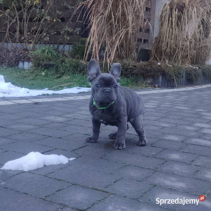 Buldog francuski BLUE niebieski pies piesek Padew Narodowa