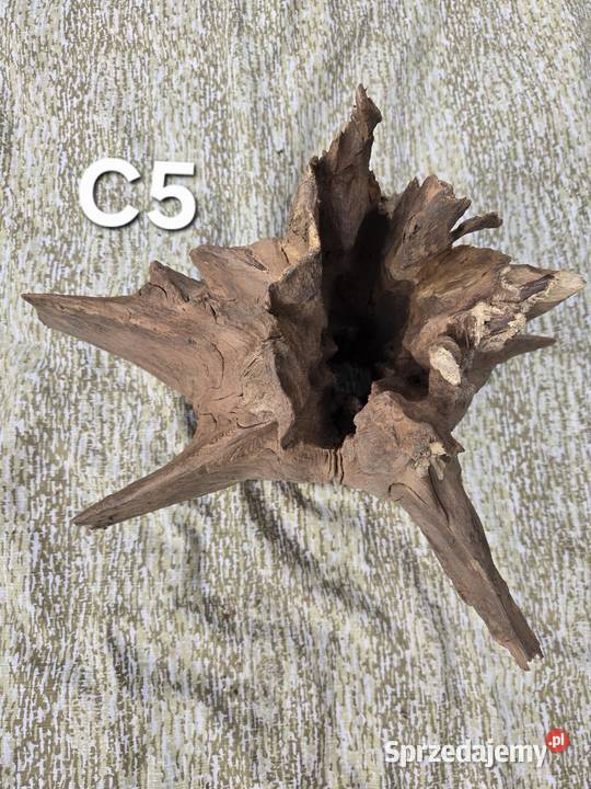 Korzeń ozdobny Trzciel