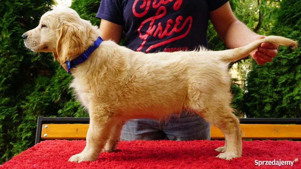 Golden Retriever rodowodowe ZKwP FCI goldeny łódzkie Łężki-Parcel sprzedam