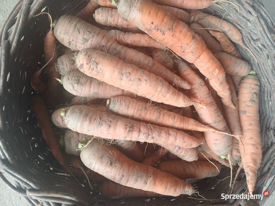 Sprzedam marchewk Dynowa Dynów