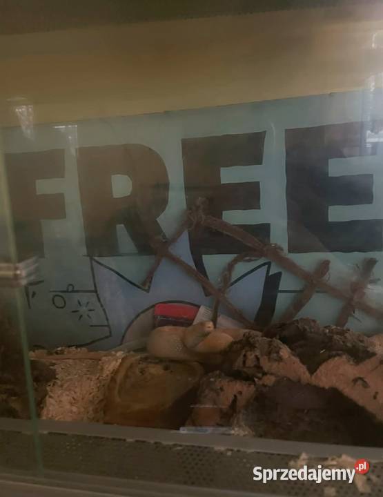 Sprzedam węża zbożowego zachodniopomorskie Ustronie Morskie