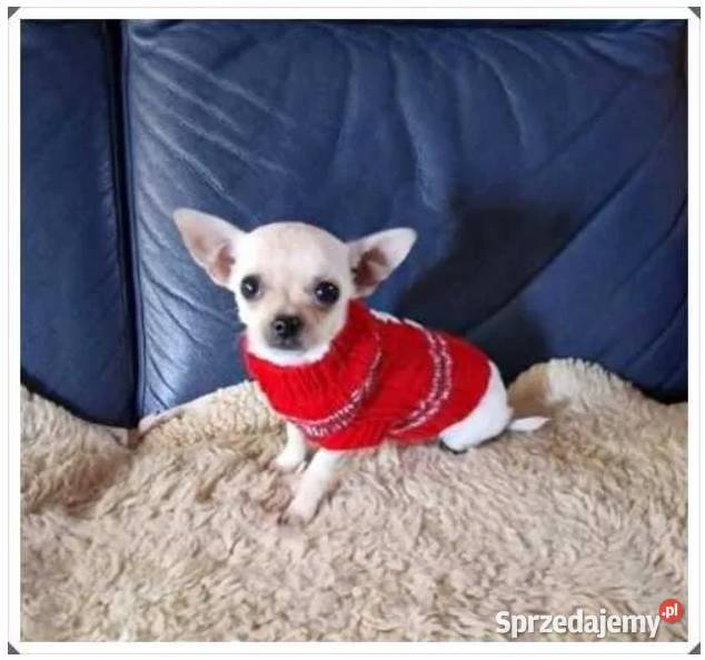 Chihuahua malutki kremowo biały piesek Częstochowa