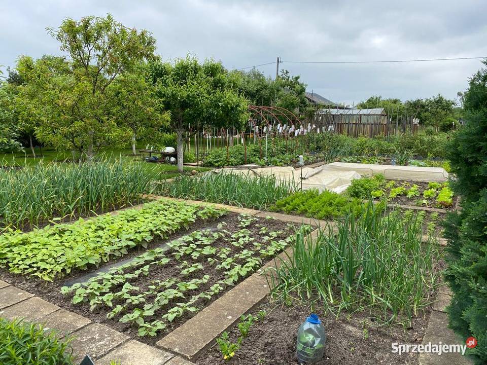 DZIAŁKA ROD STOKROTKASprzedam Opole