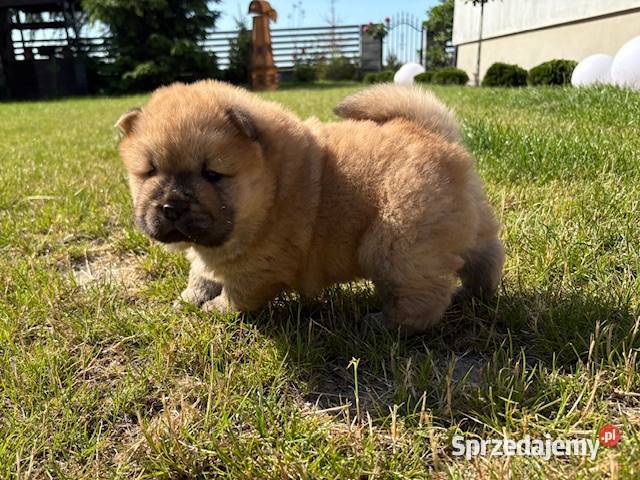 CHOW CHOW CZAU CZAU ŚLICZNE SZCZENIĘTA