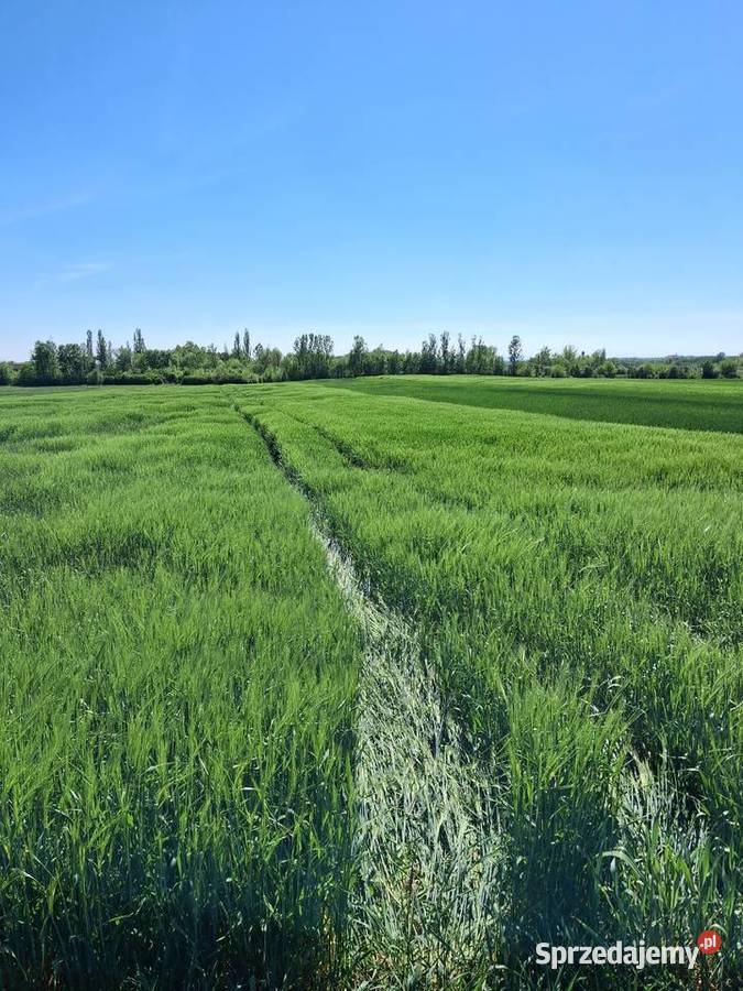 Prywatnie 1ha Opole Grudzice 4 do Centrum 9760m2