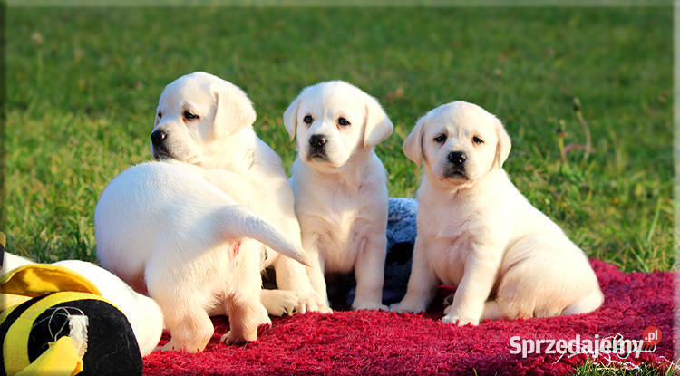 Żółtebiszkoptowe szczenięta rasy Labrador Chynów