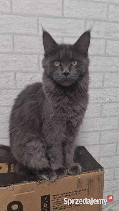 Maine coon kotki i kocurki Kielce sprzedam