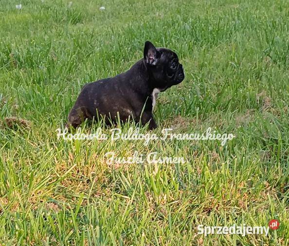 Szczenięta Buldoga Francuskiego kujawsko-pomorskie Warlubie