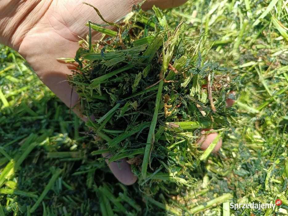Kiszonka z lucerny mazowieckie Drobin
