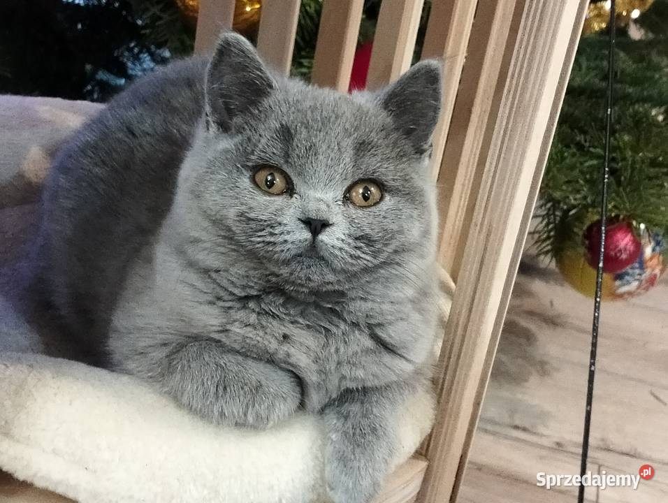 Śliczna koteczka Zuri Rodowód Międzynarodowy łódzkie Łódź