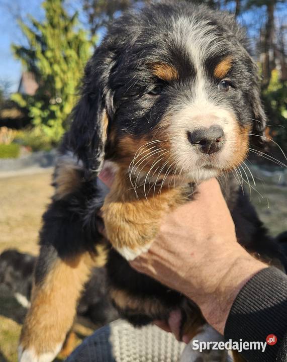 Berneński pies pasterski