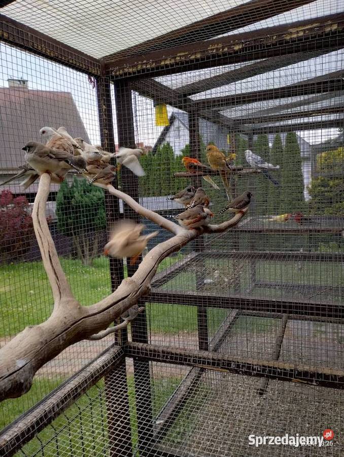 Zeberki młode Kościerzyna