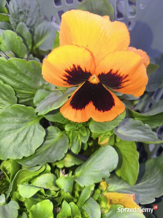 Sprzedam bratki Dziurów