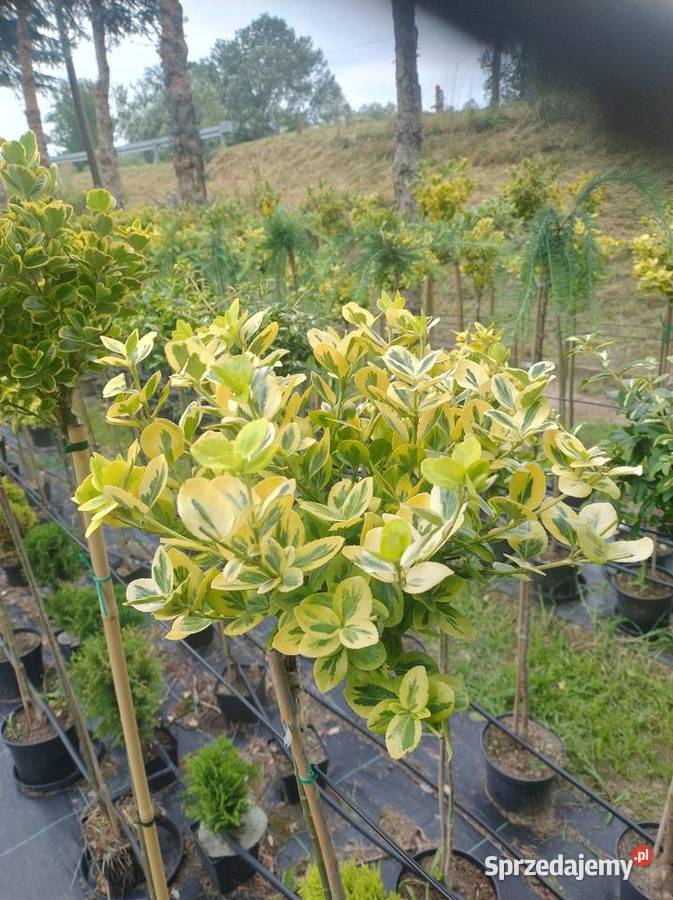 Trzmielina szczepiona Emerald Gold 60 do 160