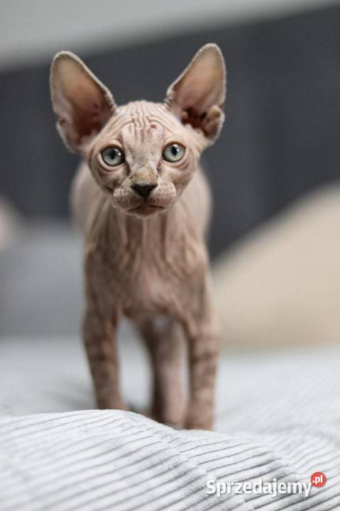 Sfinks kanadyjski Piekary Śląskie