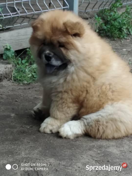 chow chow Łomża