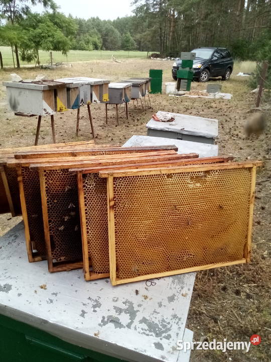 odbudowane ramki susz Pszczoły Śrem
