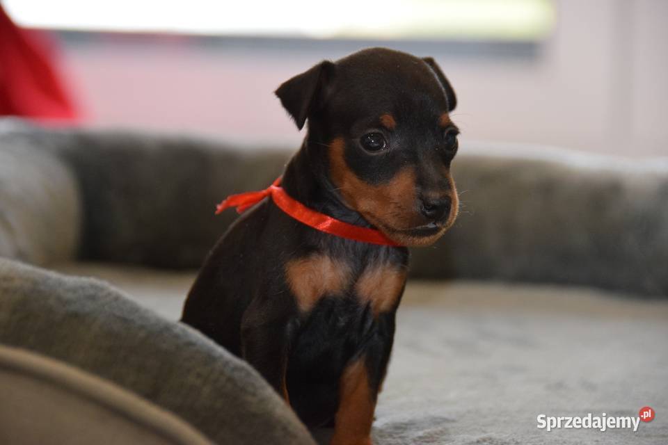Pinczer miniaturowy szczenięta Zkwp fci Łochów sprzedam