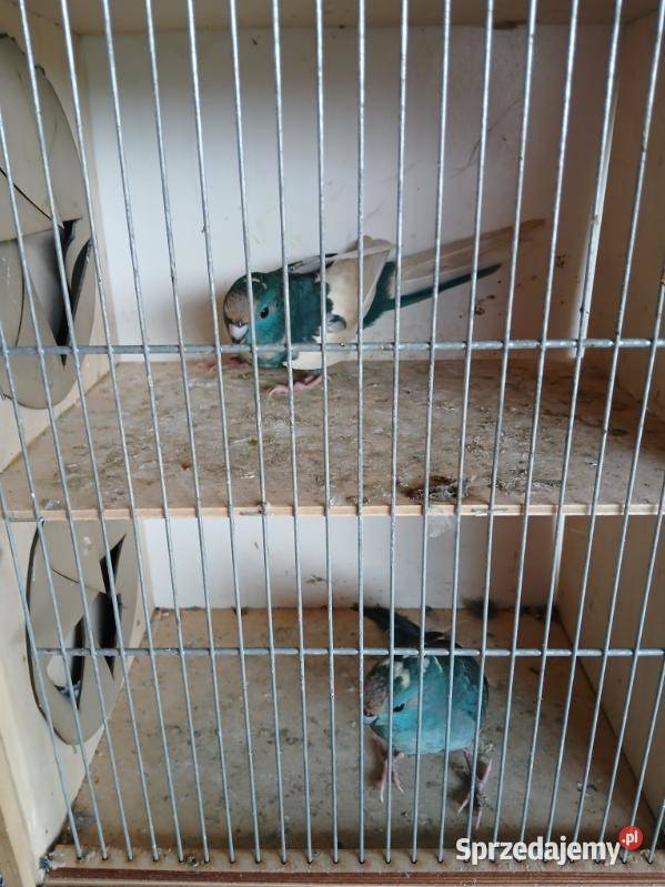 Modrolotki kozy Goździn