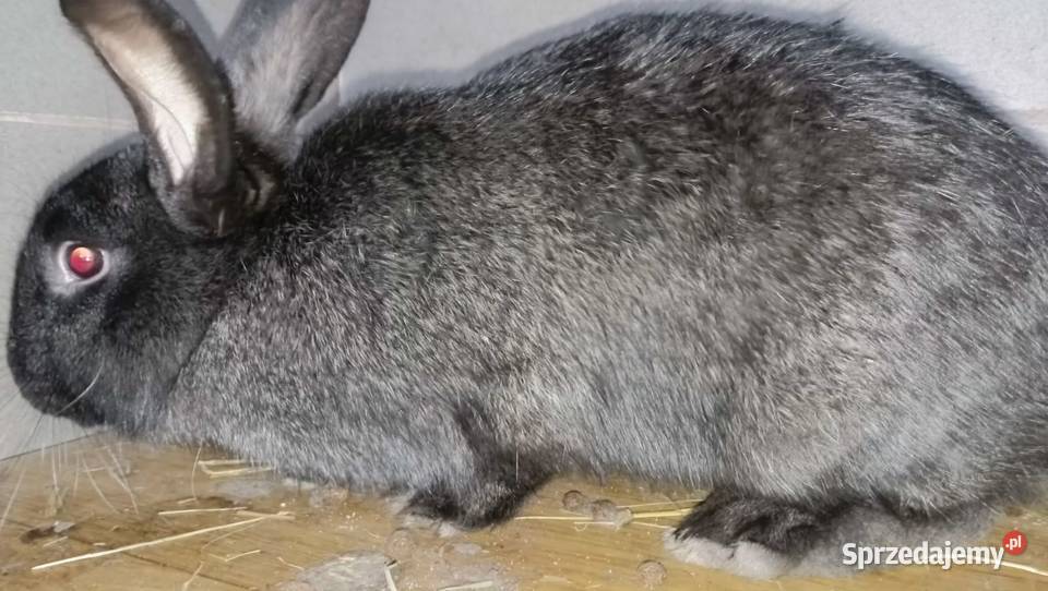 króle króliki samice Bodzentyn