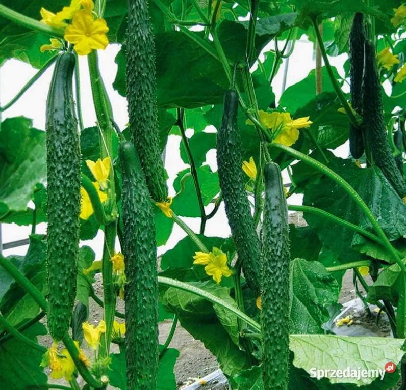 Pomidor odporny na zarazę z OC Syberia grunt Kraków