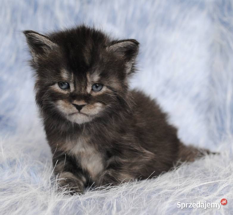 Kociaczki  maine coon z prawdziwym rodowodem.