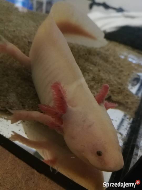 Aksolotl ambystoma meksykańska samiec małopolskie sprzedam