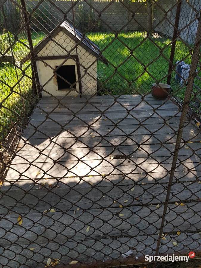 Kojec buda psa Garwolin