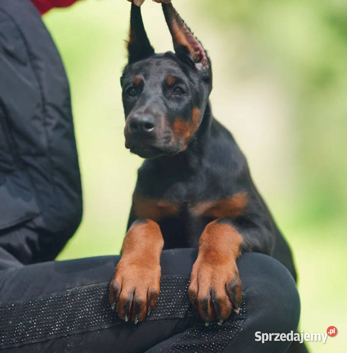 Szczenięta dobermana utytułowanych rodzicach Warszawa