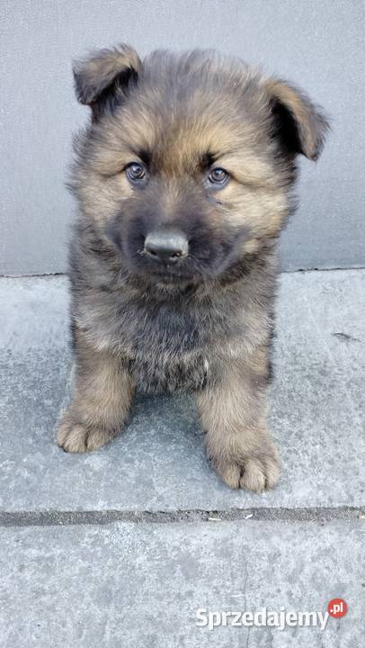 Owczarek niemiecki Owczarek Krajewice