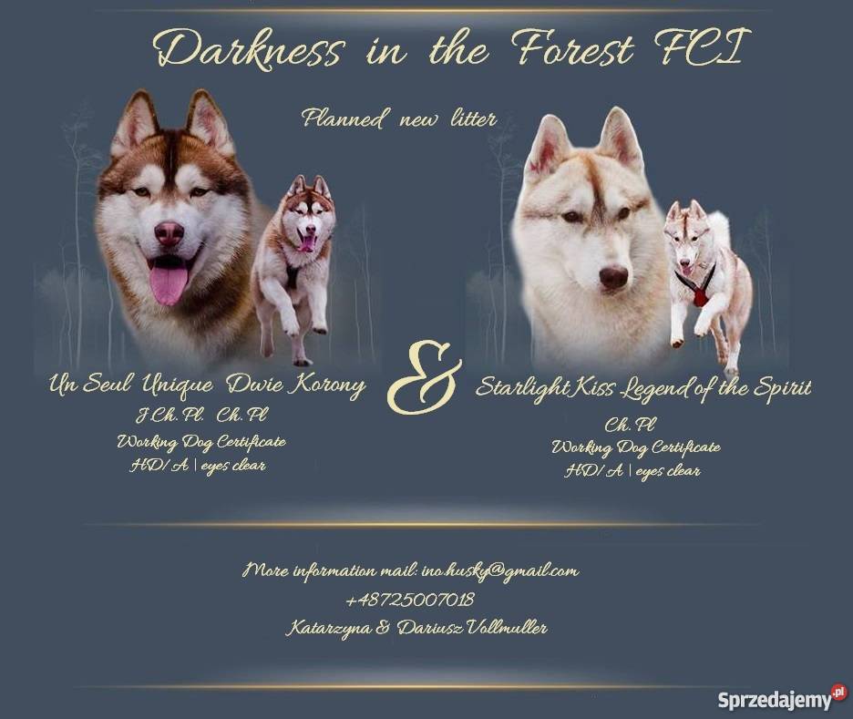 siberian husky rodowodowe szczenięta ZKwP FCI Husky Inowrocław