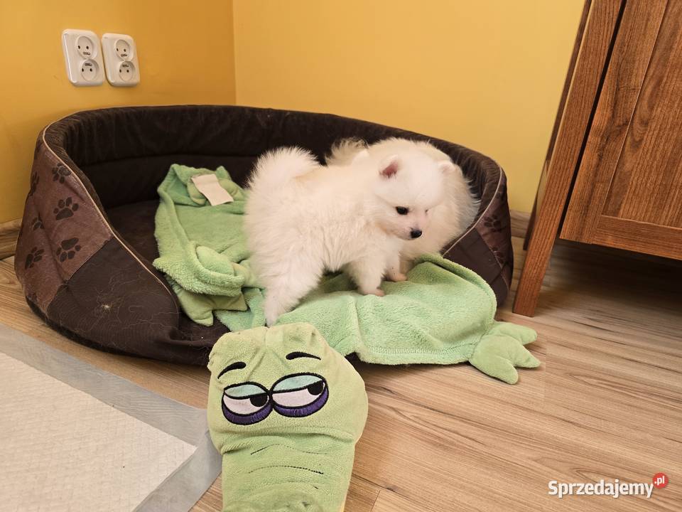 Szpic japoński zachodniopomorskie Maszewo