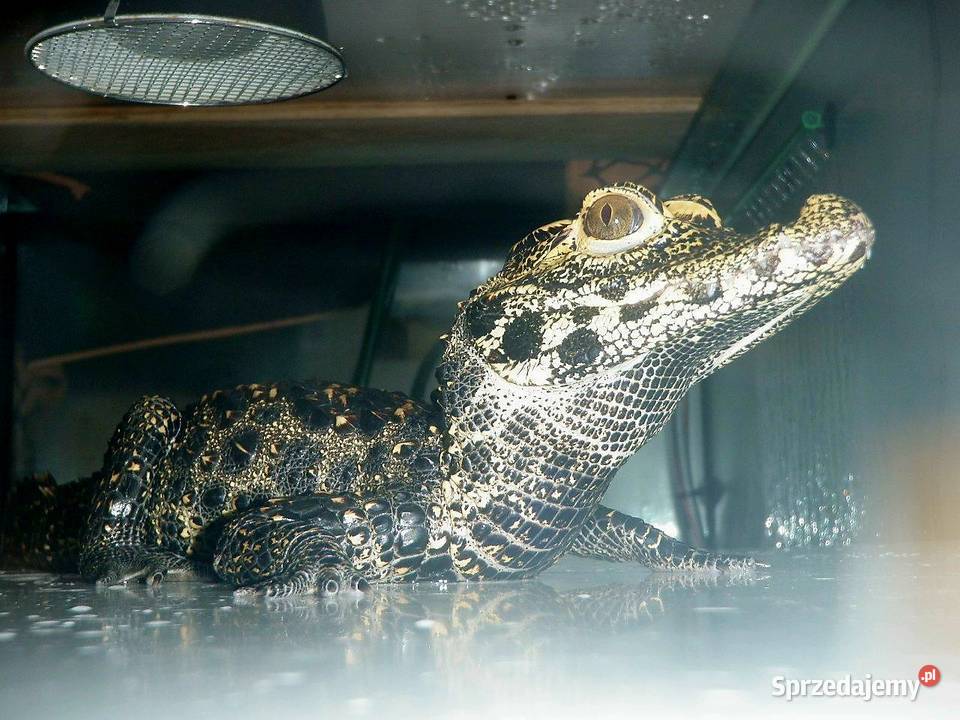 Młode Krokodyle krótkopyskie Osteolaemus śląskie