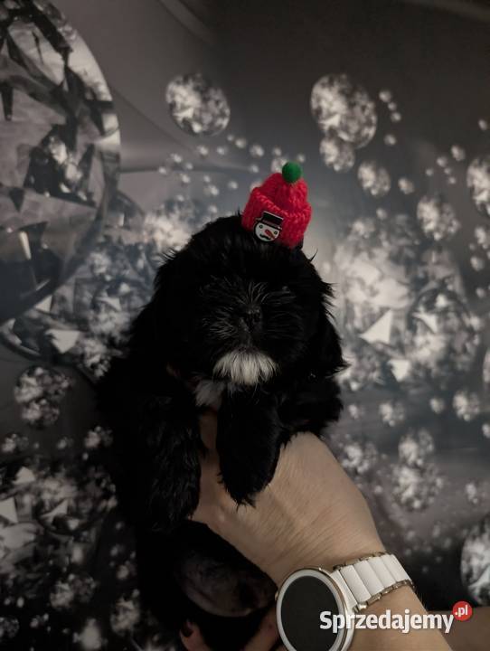Szczenięta shih tzu z genem blue Zawiercie sprzedam