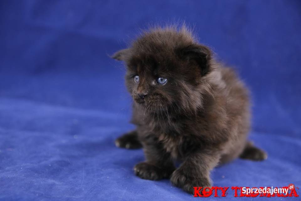 JEDYNA Czarna koteczka Maine Coon Polydactyl Koty sprzedam