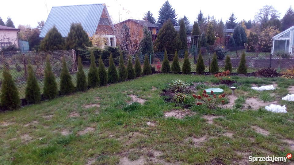Działki Na Sprzedaż Piotrków Trybunalski Sprzedam ogródek działkowy na ogrodzie "Stokrotka" Piotrków Trybunalski