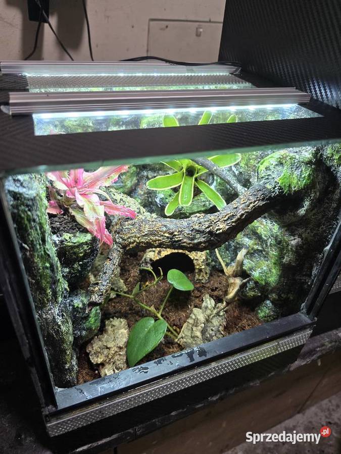Terrarium tropikalne 25x25x25 ptasznika w