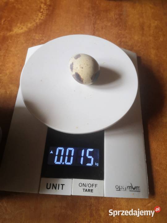 Jaja przepiórcze 15g brojler belgijski Szczyrzyc