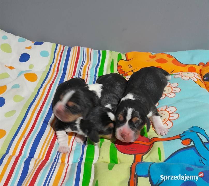Beagle szczeniaki ZKwP FCI elitarne pochodzenie Żywiec