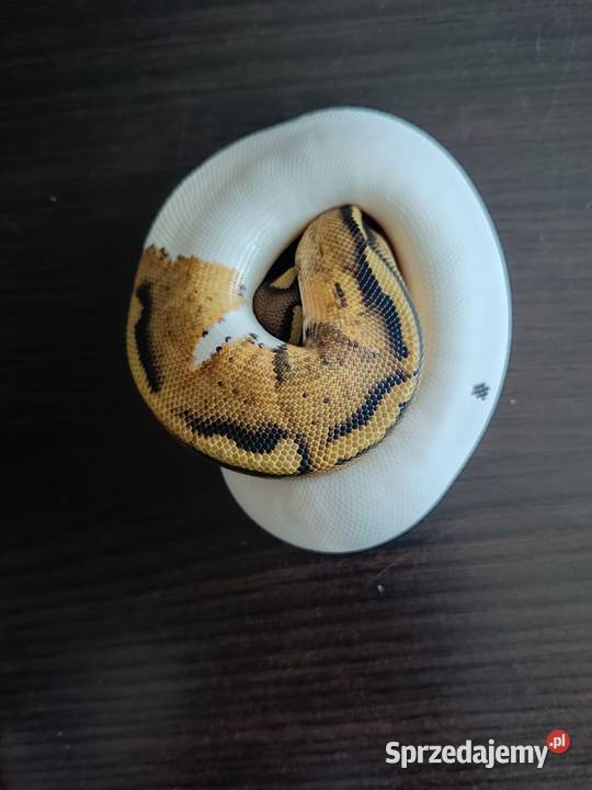 Pyton Regius Pastel Pied samica Zabrze sprzedam