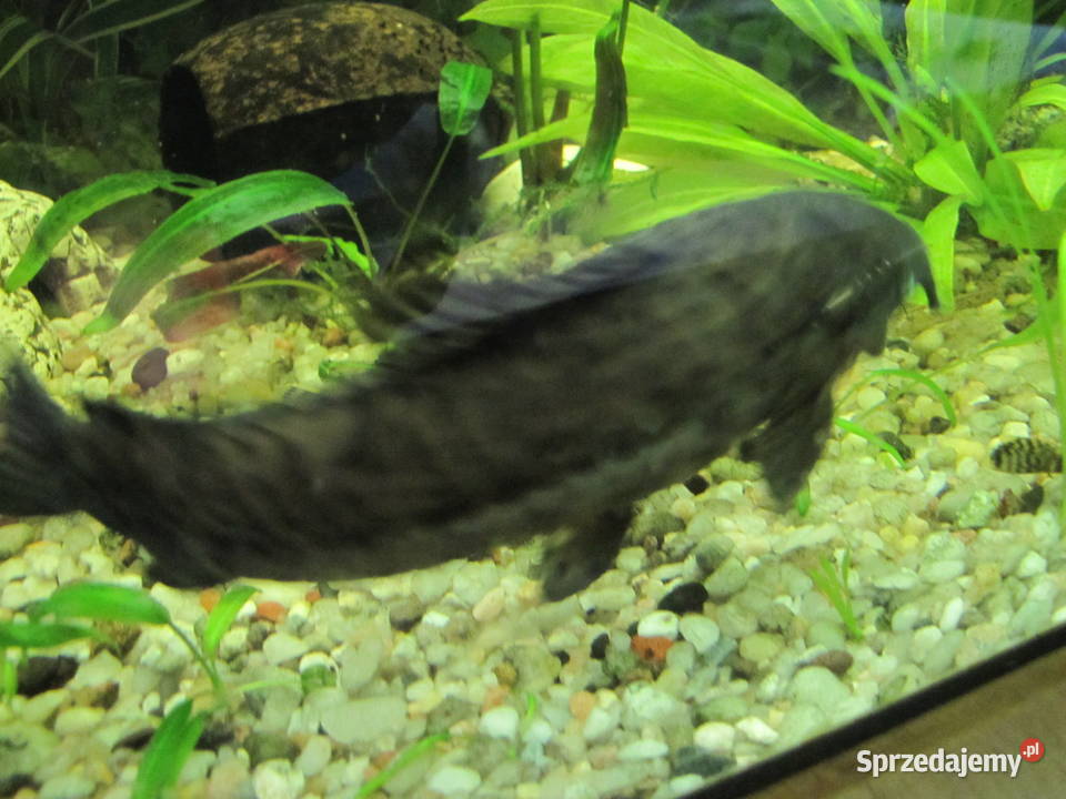 Kiryśniki czarnoplame sumy Toruń