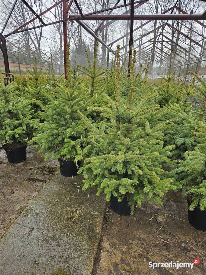 Świerk Srebrny serbski czarny biały IGLAKI Proszowice